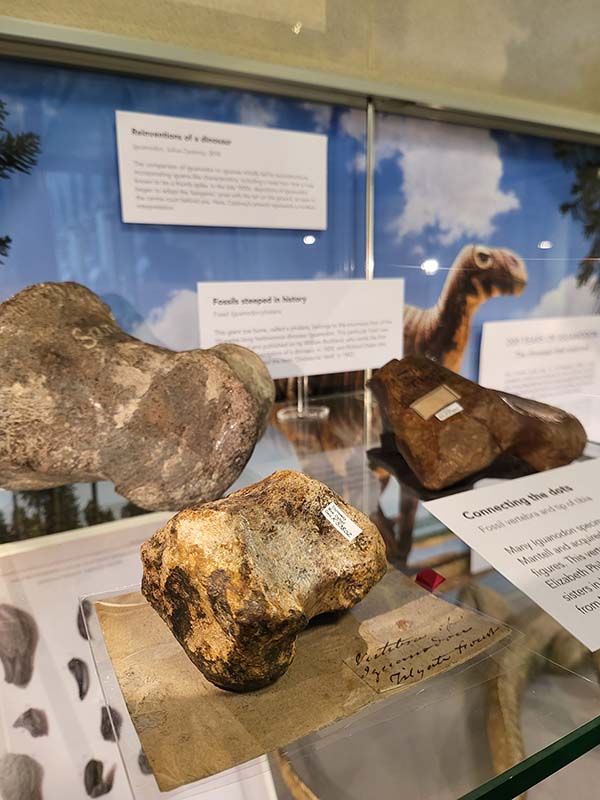 Fossilised vertebrae and tibia of Iguanodon with Gideon Mantell's handwriting