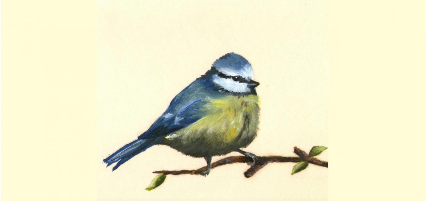 Blue tit by Jenny Hulmes