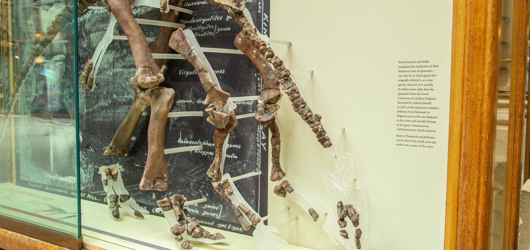 Skeleton of the plant-eating dinosaur Camptosaurus prestwichii. Oxford University Museum of Natural History