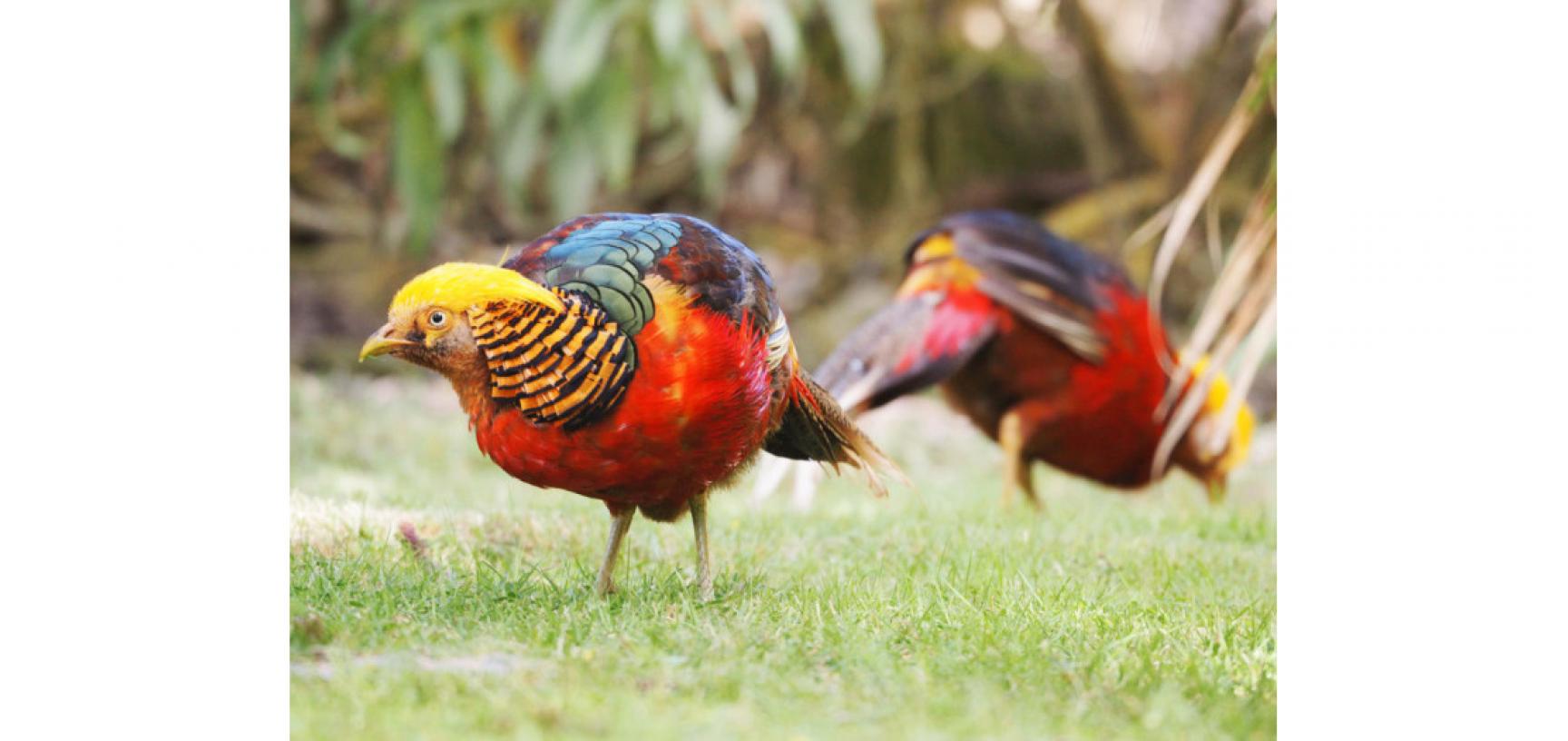 Golden pheasants by Joe Woodman