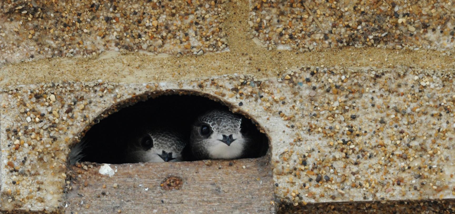 Swifts by Judith Wakelam 