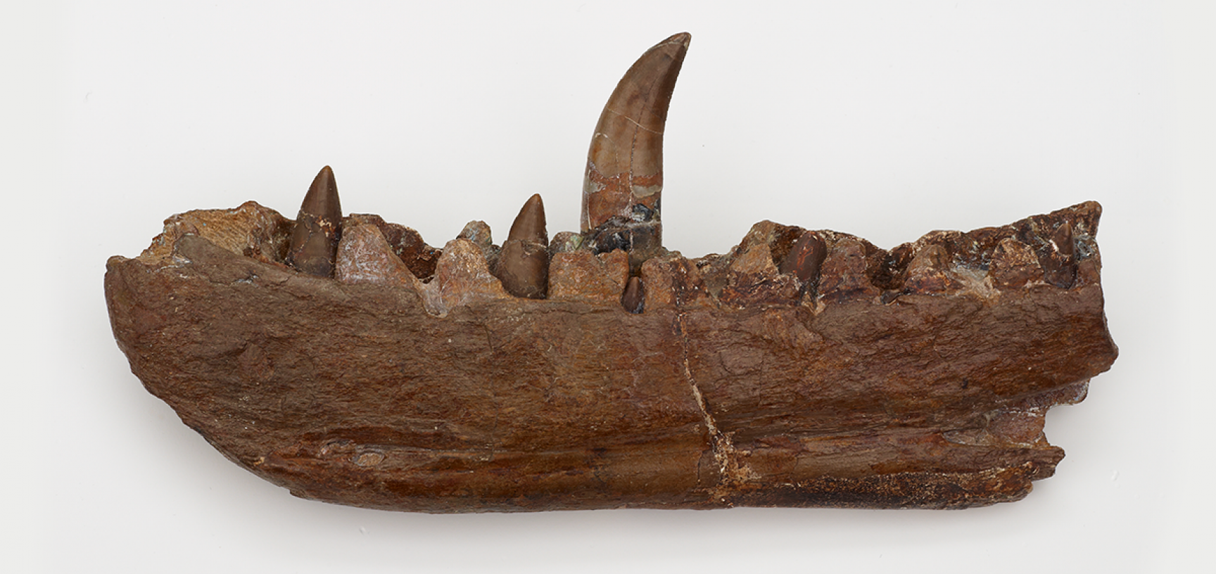 Megalosaurus Jaw