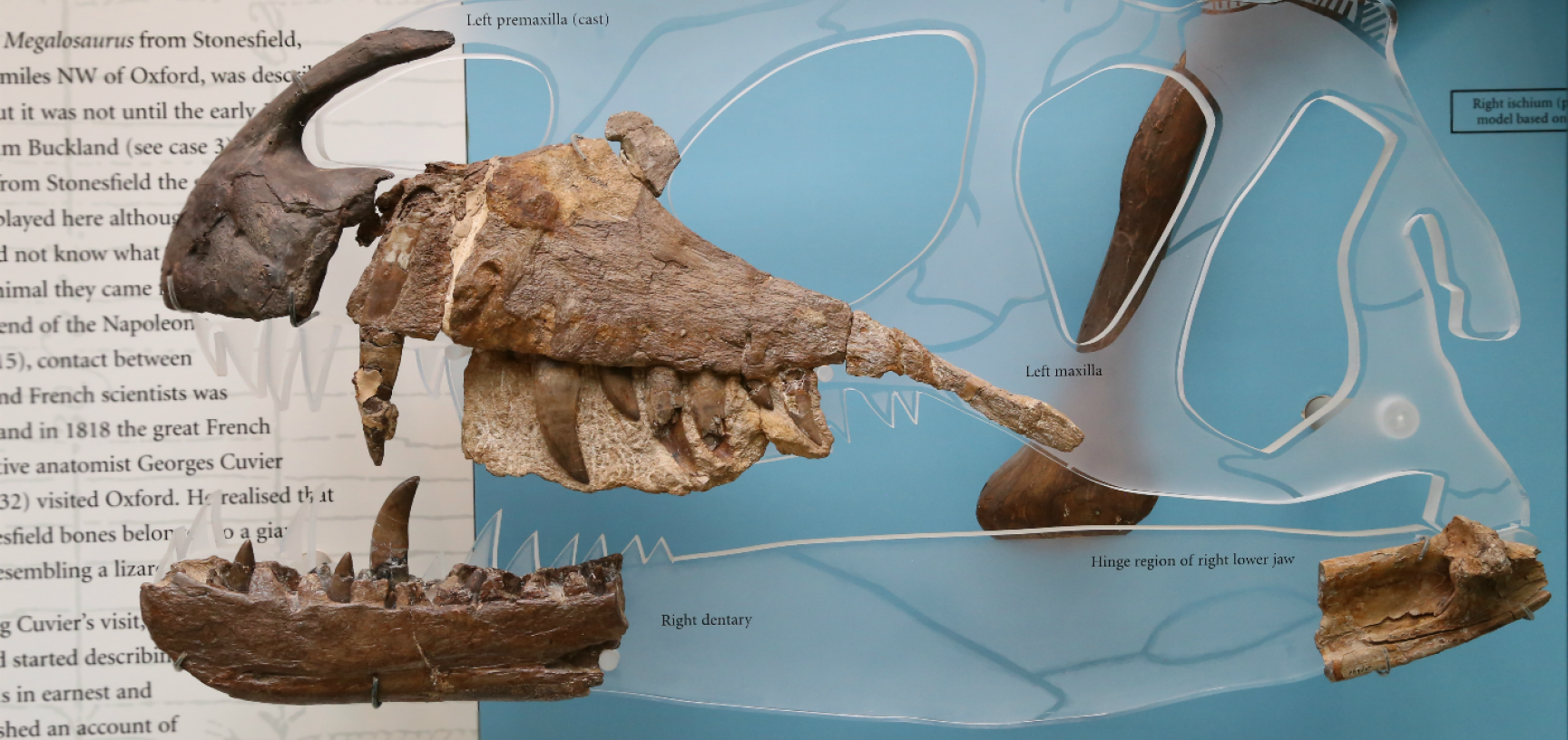 Megalosaurus