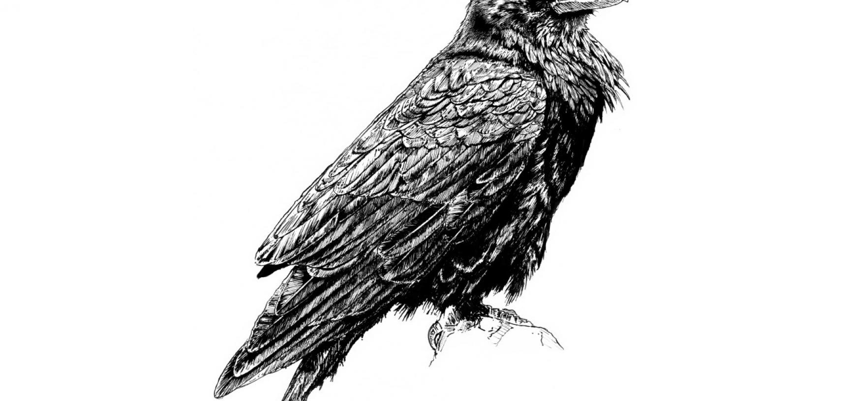Raven by Mark Wright of Toadink