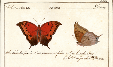Papilio astina