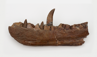 Megalosaurus Jaw