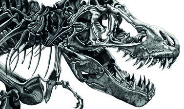 tyrannosaurus rex by tracey gurr highly commended