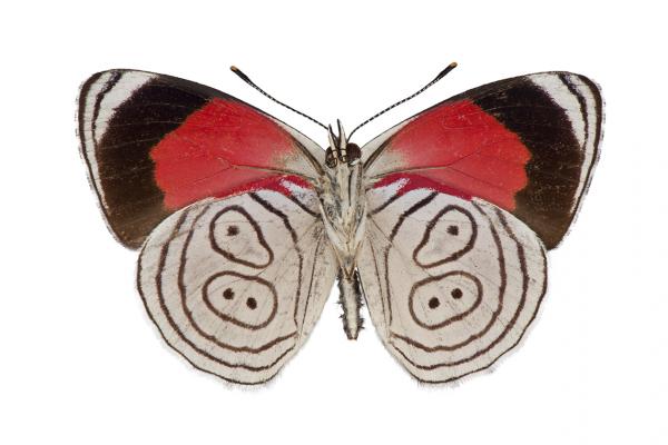 callicore euclides copy