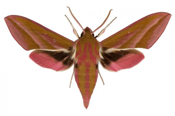 deilephila elpenor
