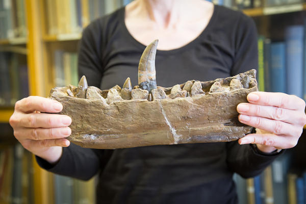 eliza jaw megalosaurus