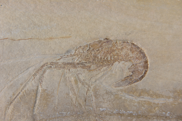 Palaeontology collection