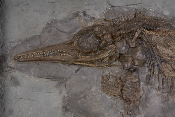 Mary Anning's ichthyosaur