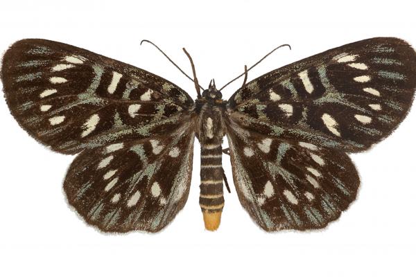 lepi0555 conferta walker dorsal copy