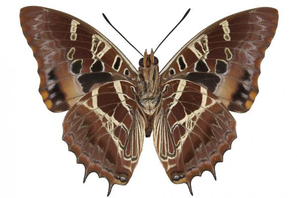 lepi3189 katerae carpenter ventral copy