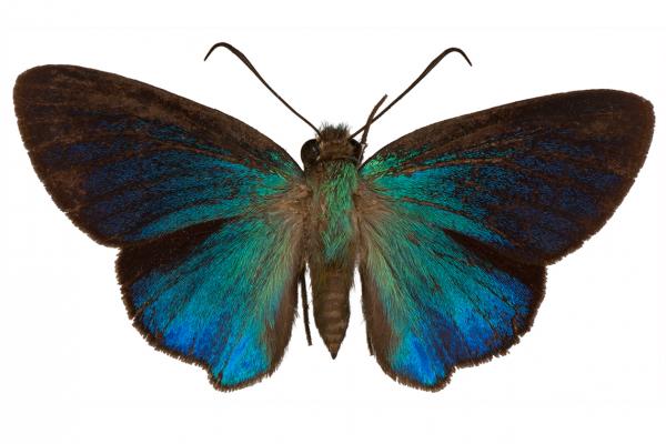lepi3483 immaculata carpenter 1 dorsal copy