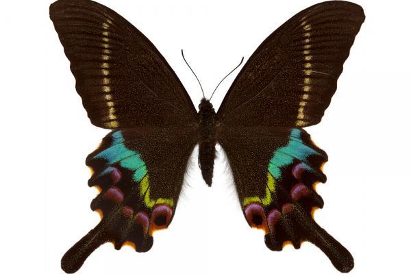 lepi4019 manipuri tytler dorsal copy