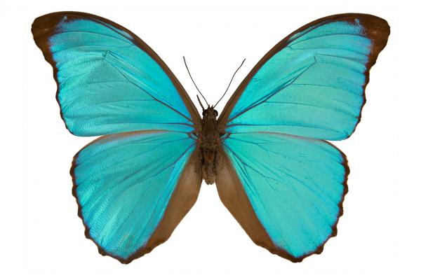 lepi4044 orinocensis le moult copy