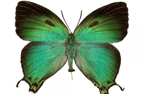 lepi4056 gozmanyi baliant dorsal copy