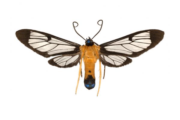 sarosa xanthobasis