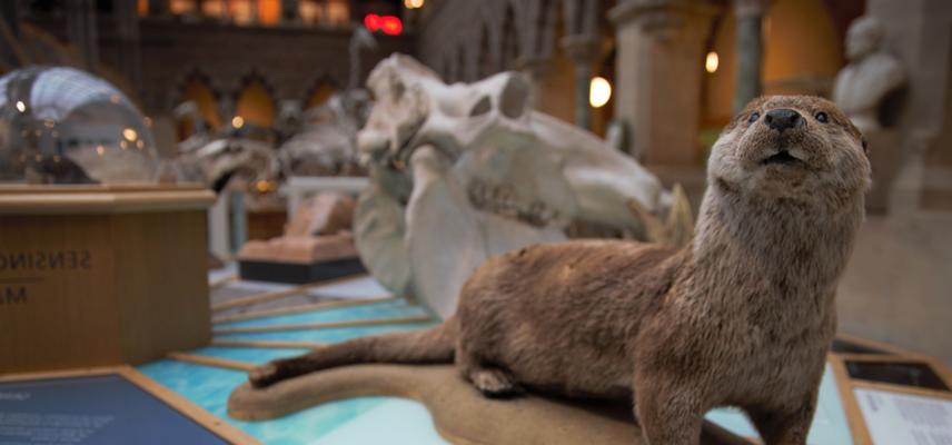 Touchable taxidermy otter