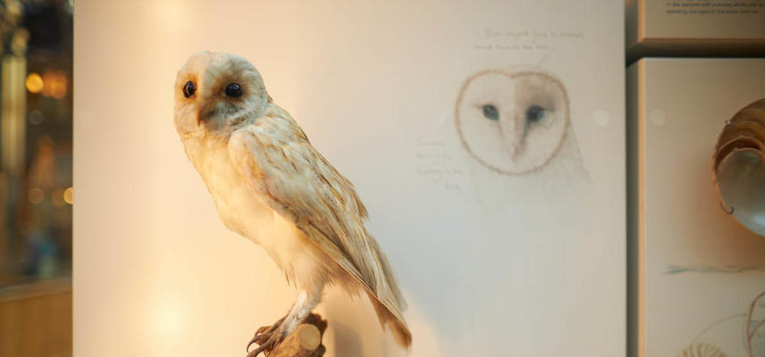 A taxidermy barn owl