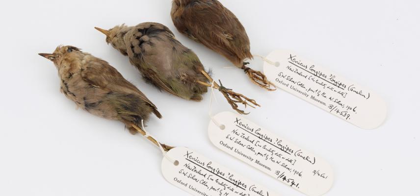 birds