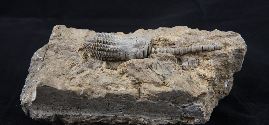 Crinoid fossil