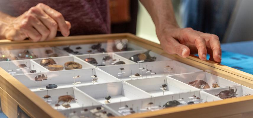 Entomologist explaining dung beetles