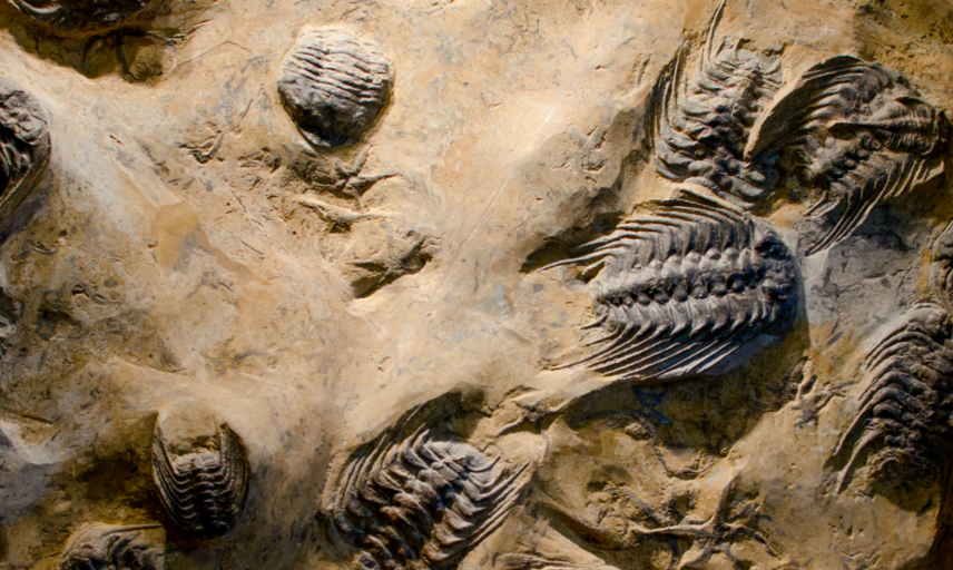 Trilobite slab