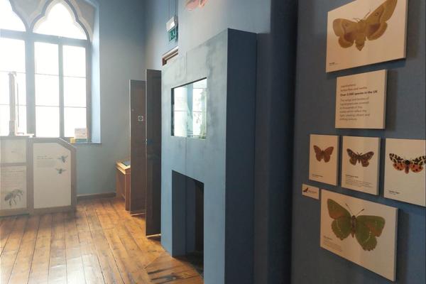 The Ellen Hope Gallery, as seen from the lift. It is a room with blue walls and displays about insects.