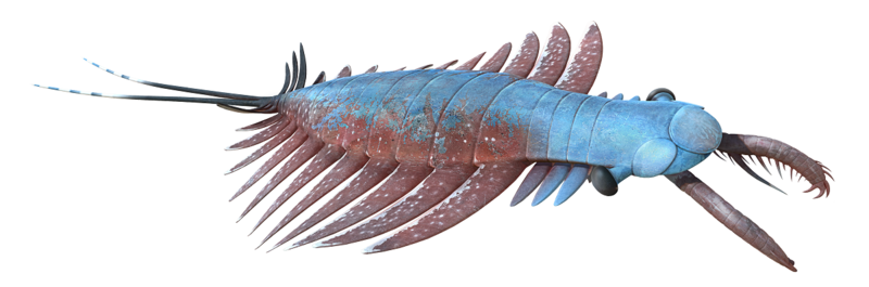 Amplectobelua reconstruction Amplectobelua reconstruction