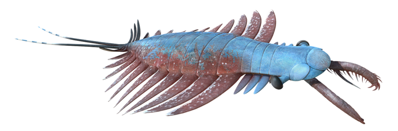 Amplectobelua reconstruction