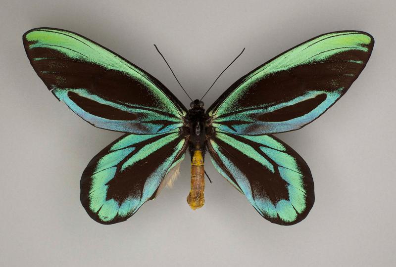 Queen Alexandra's Birdwing (Ornithoptera alexandrae)