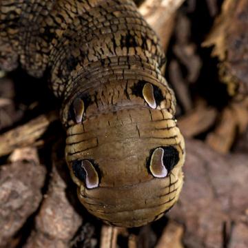 elephant hawkmoth caterpillar